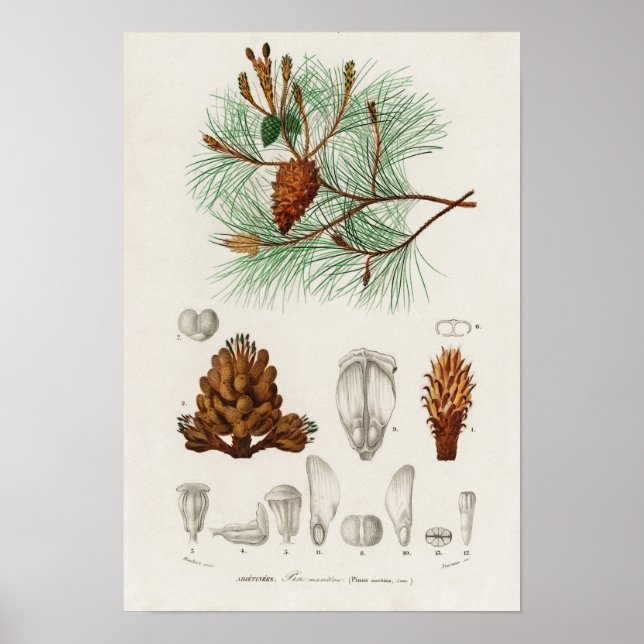 Poster Pinheiro marítimo (Pinus maritima) (Frente)