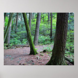 Pôster pinheiros catedral