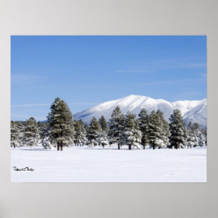 Pôster Pinheiros cobertas por neve e Arizona de picos de