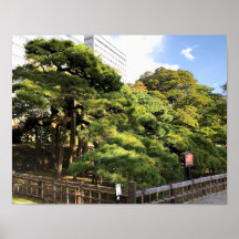 Pinheiros com 300 anos