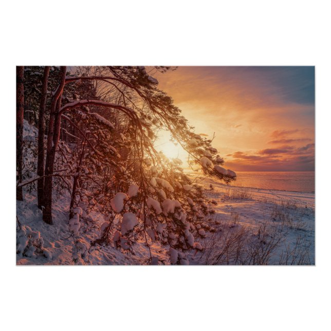 Pôster Pinheiros e pinheiros com neve (Frente)