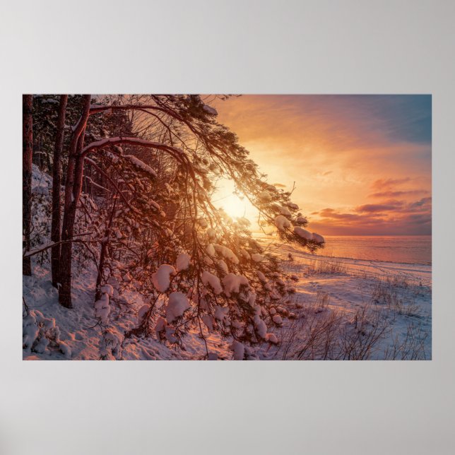 Poster Pinheiros e pinheiros com neve (Frente)