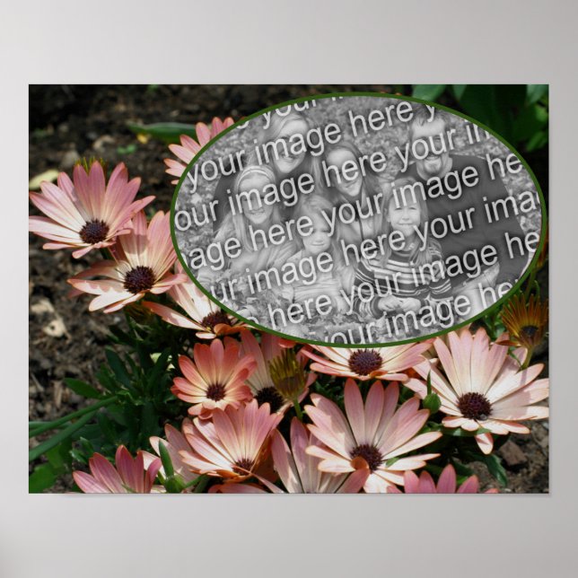 Poster Pink African Daisy Frame Crie sua própria foto (Frente)