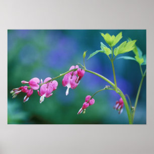 Poster Pink bleeding hearts in garden. Credit as:
