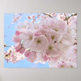 Poster Pink Blossoms Blue Sky.