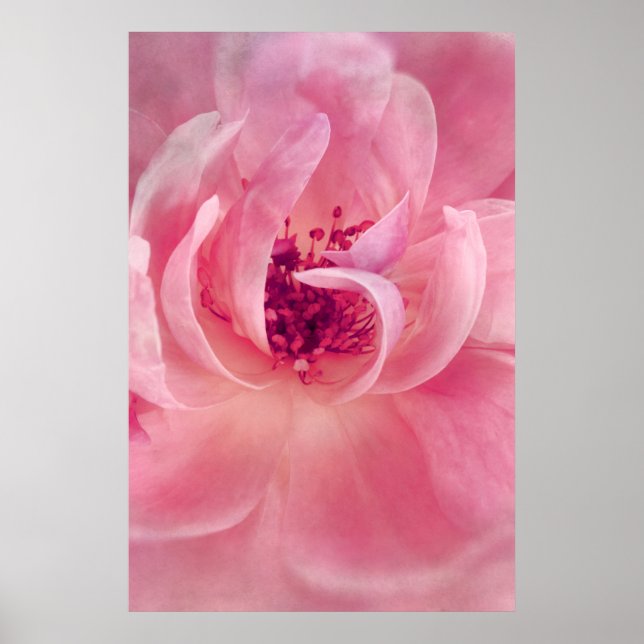 Poster Pink Cloud Garden Rose Bokeh Background Template (Frente)