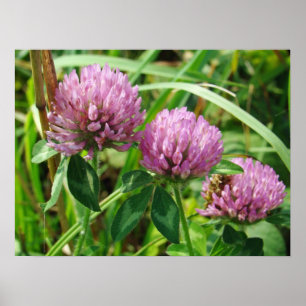 Poster Pink Clover Wildflower - Trifolium pratense