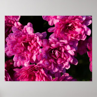 Poster Pink Fall Mums