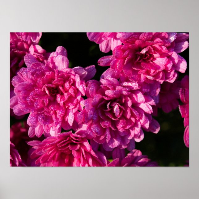 Poster Pink Fall Mums (Frente)