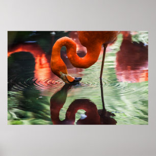 POSTER PINK FLAMINGO