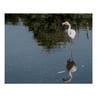 Pôster pink flamingo in the water