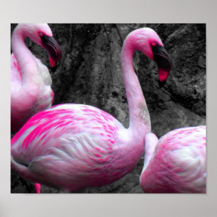 Pôster ~Pink Flamingos~ PINK FLAMINGOS, PERSONALIZE-O!