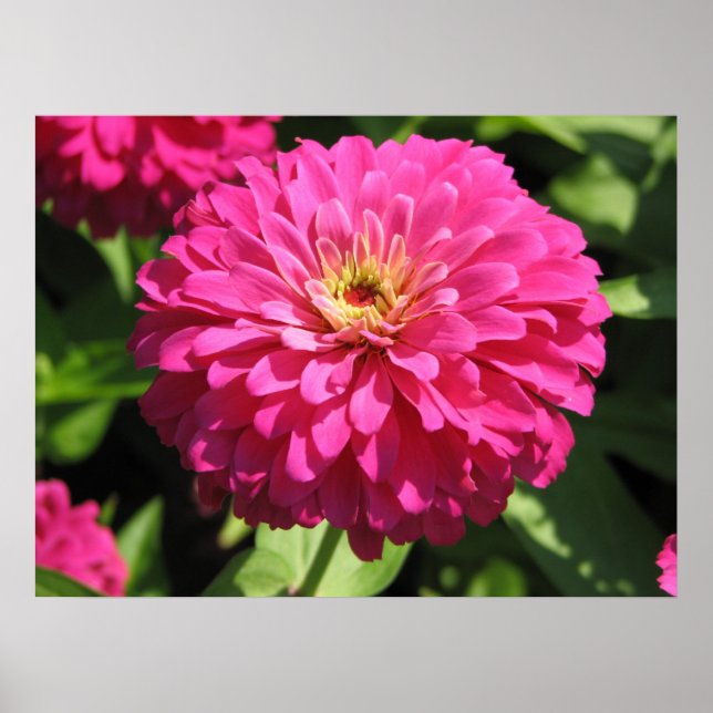 POSTER PINK FLOWER (Frente)