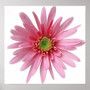 Pôster Pink Flower