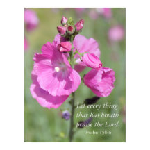 Pink Hollyhock Prise