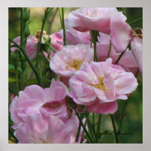 Poster Pink Noisette Roses