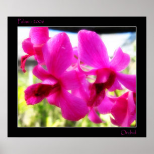 Pôster Pink Orchid