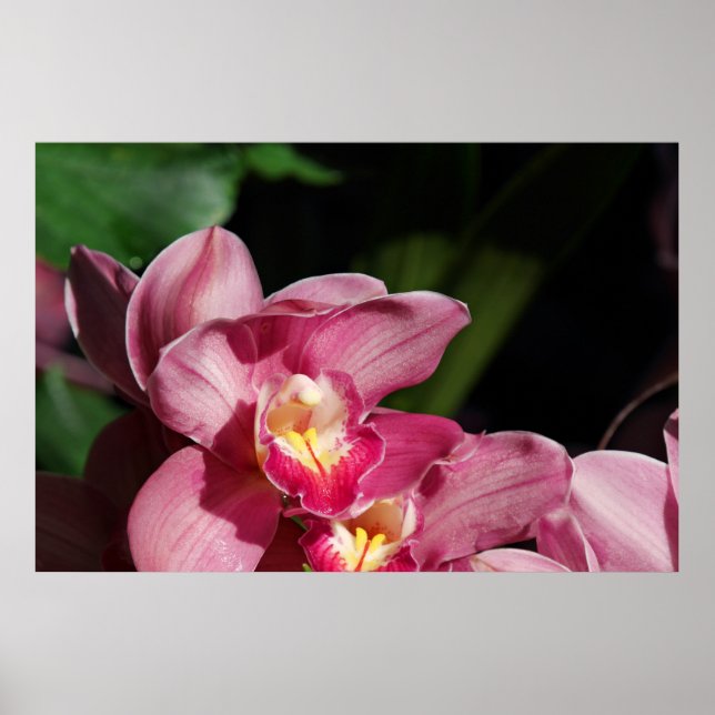 Poster Pink Orchids (Frente)