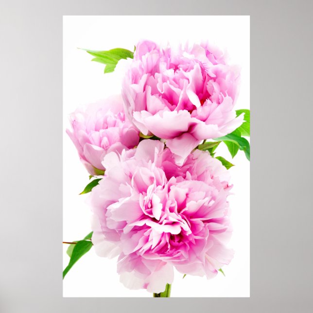 Poster Pink Peony (Frente)