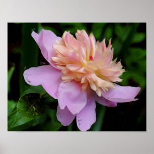 Pôster Pink Peony Flower Photo Oil Painting