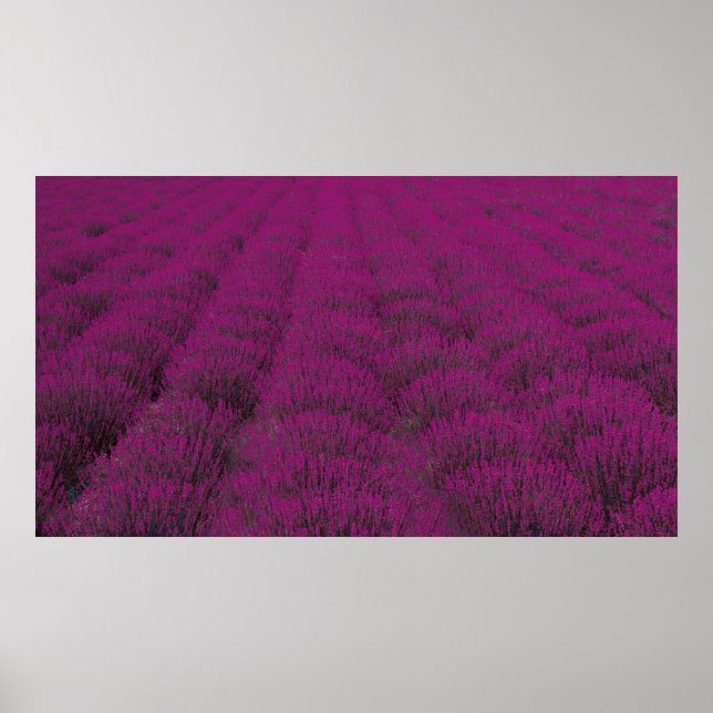 Poster Pink petaled flower field (Frente)
