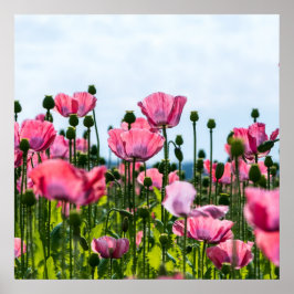 Poster Pink Poppies