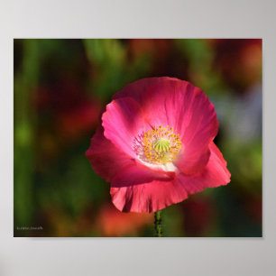 Poster Pink Poppy in the Sunshine Photograph