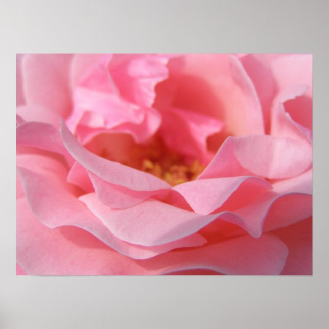 Poster Pink Rose (Frente)