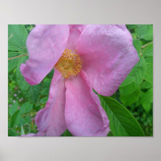 Poster Pink  Rose (Frente)