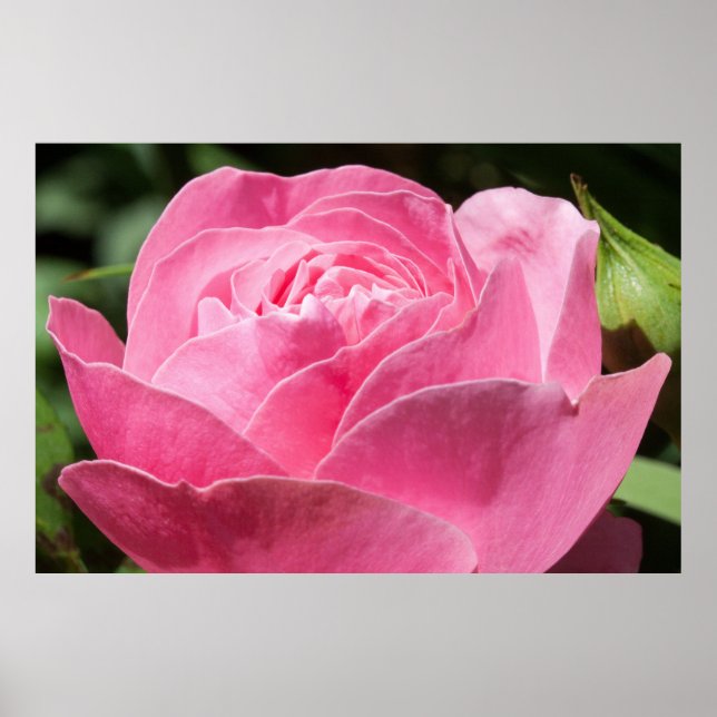 Poster Pink rose (Frente)