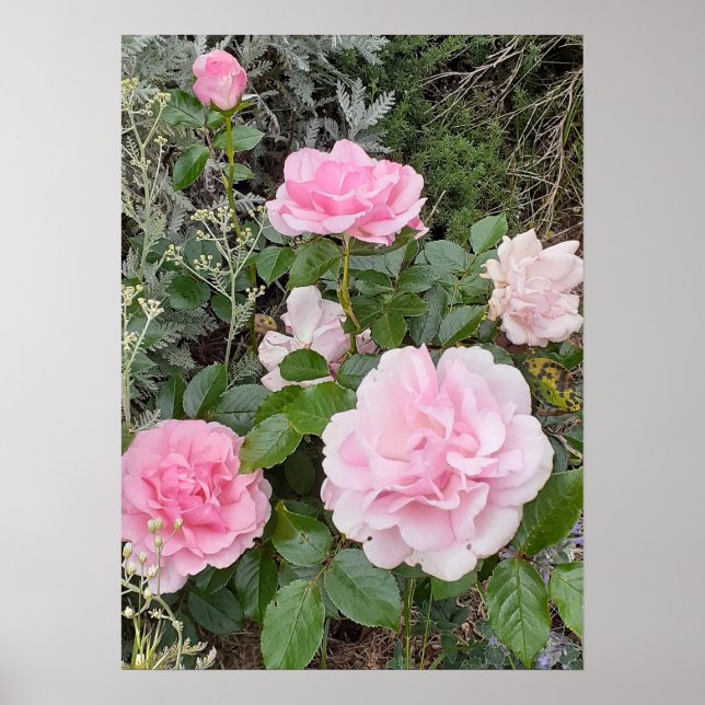 Poster Pink Rose Roses Flower Floral Garden Radox Bouquet (Frente)