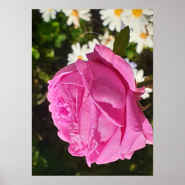 Poster Pink Rose Roses Flower Garden L'Ouche Cabbage (Frente)