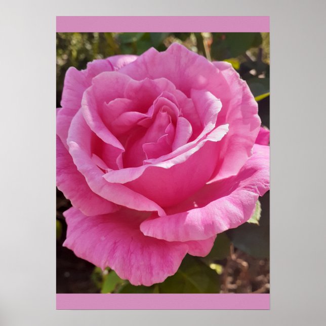 Poster Pink Rose Roses Flower Garden Perfume Delight (Frente)