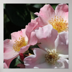 Pôster Pink Roses Print