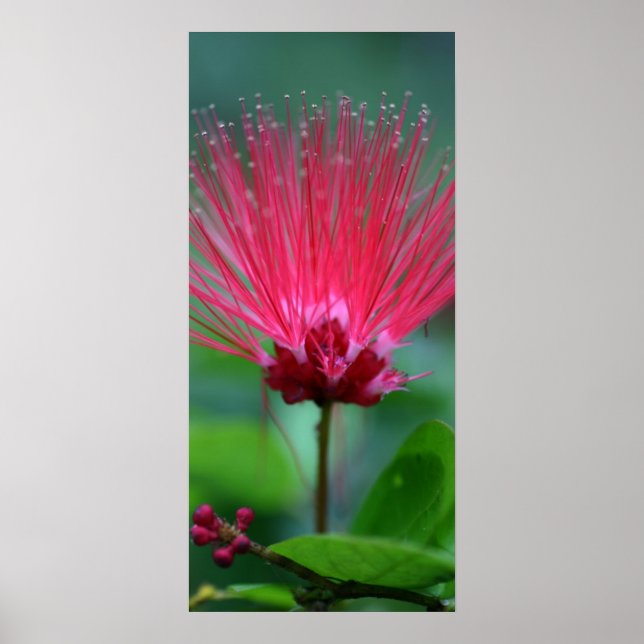 Pôster Pink Spikes (Frente)