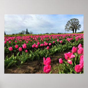 Poster Pink Tulip Field, Oregon