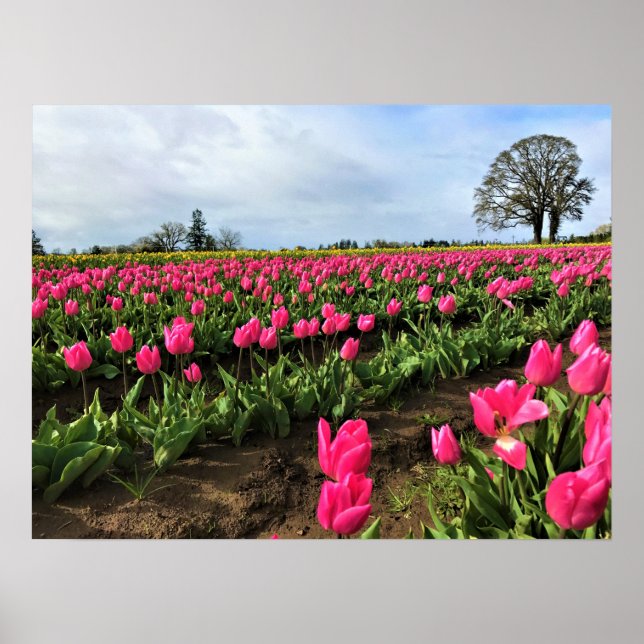 Poster Pink Tulip Field, Oregon (Frente)