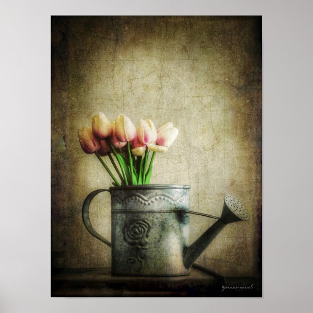 Poster Pink Tulips in Watering Can (Frente)