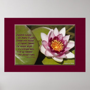 Pôster Pink Water Lily