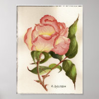 Pinl and peach rose flower botanical watercolor