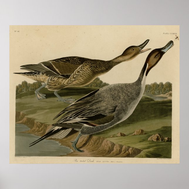 Pôster Pino de pino (Frente)