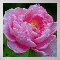 " PINOS DE PINCO CANDINHO"(FOTO)