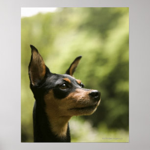 Pôster Pinscher diminuto (Minuto-Pin) 2