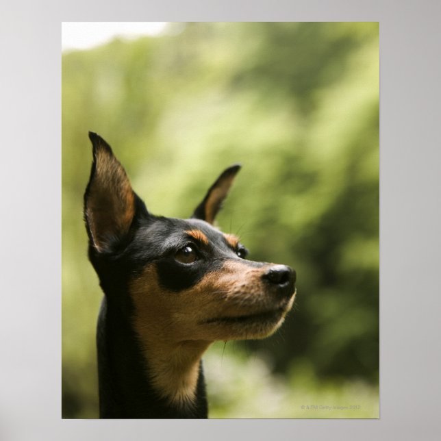 Pôster Pinscher Miniatura (Min-Pin) 2 (Frente)