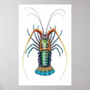Poster pintado da lagosta espinhoso