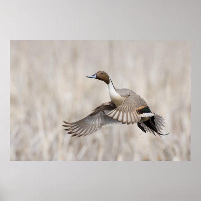 Poster Pintail Drake Tomando Voo (Frente)