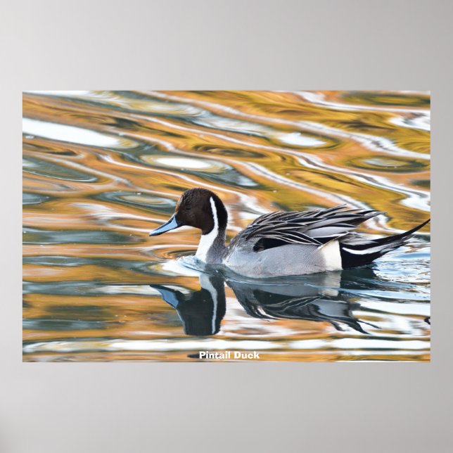 Poster Pintail Duck (Frente)
