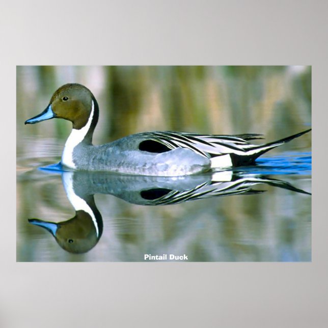 Poster Pintail Duck (Frente)