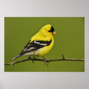 Poster Pintassilgo Americano macho em plumagem reprodutiv