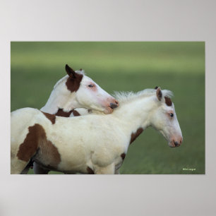 Pôster Pinte o jogo dos potros